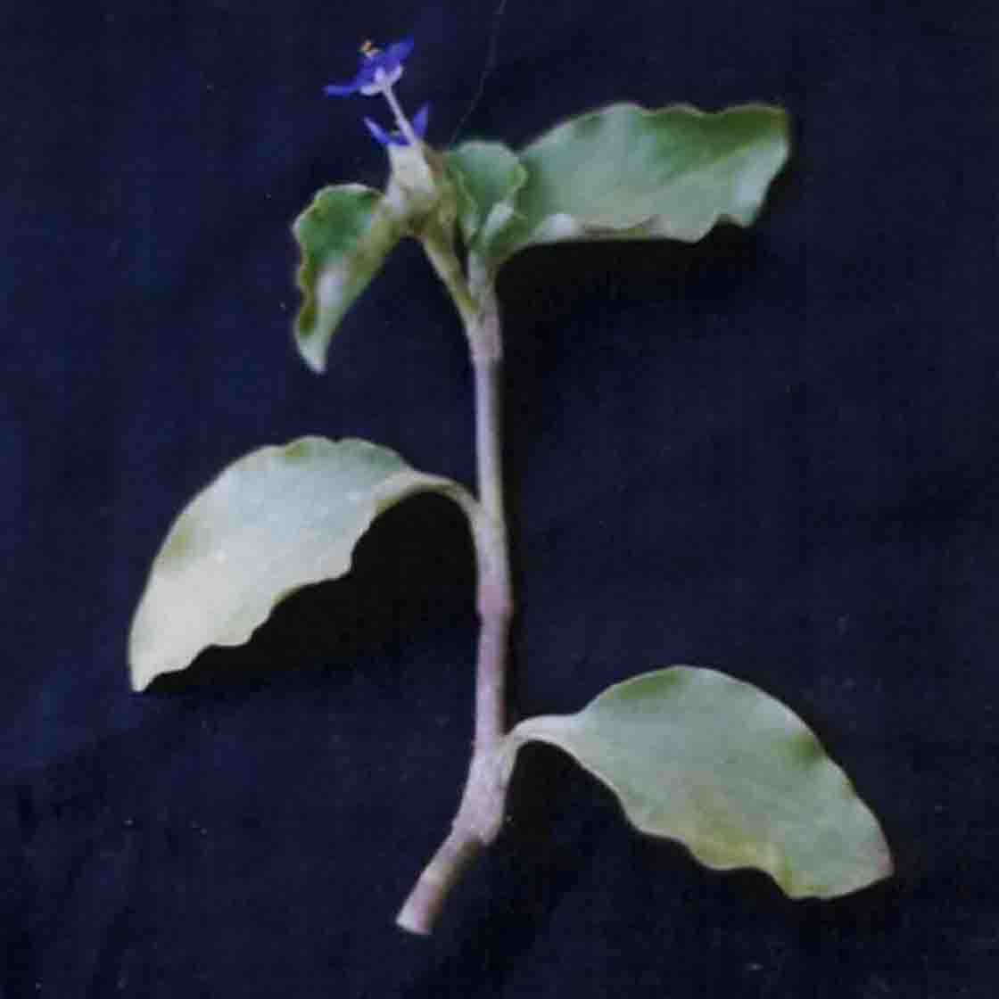 Commelina benghalensis